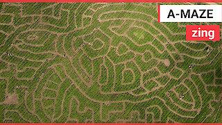 Incredible drone footage shows a giant 3ft maze in the shape of a sea turtle