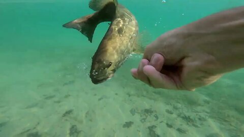 Michigan Fishing Highlights: Smallmouth on the Beds