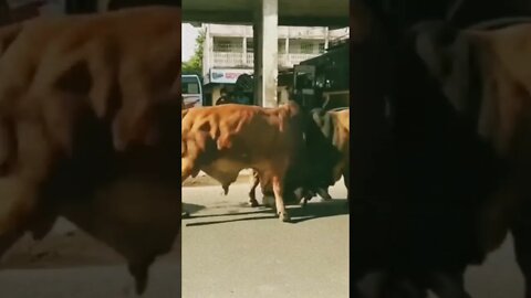 Two bulls fighting on the road,#shorts,#bullfight,#bulls,#animal,#animallover,#viral,#animal