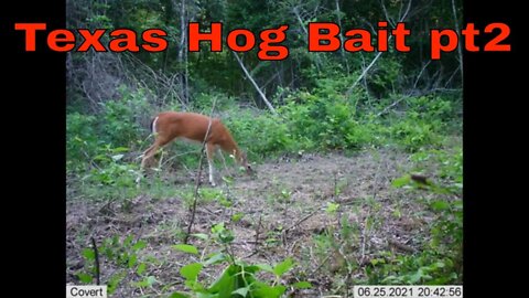 Texas Hog Bait pt 2