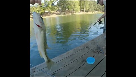 bass Fishing Booker T Washington Park