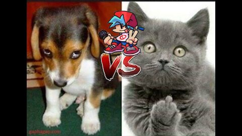 Cat vs dog ( funniest animal fight compilation on the internet)