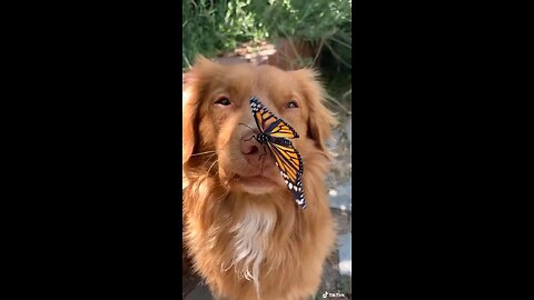 Butterfly in dog nose 🐶🦋