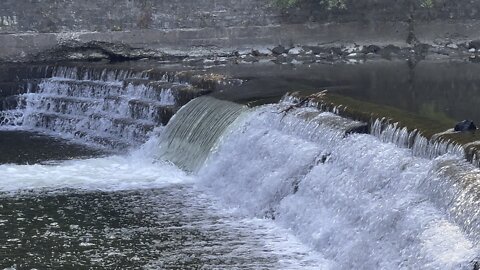 Salmon run Humber River 2022 edition 25