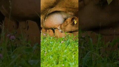 Beautiful calf suckling milk from its mother