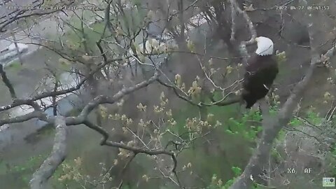 Hays Eagles Nest Pan to Dad in the Cam Tree 2022 04 27 6:41am