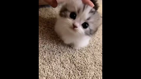 What a cute kitty 😍