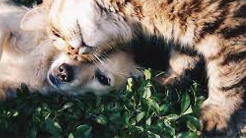 Cat and Dogs Playing