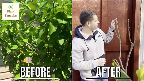 Massive Seed Grown Lemon Tree!! | Growing Lemon Trees In Containers!! | Leaf Drop On My Citrus Tree!