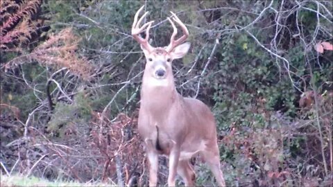 Big Bucks on the Illinois Kapper Farm in the last few days 11-07-19