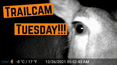 TRAILCAM TUESDAY!!!