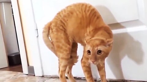 Funny Scaredy Cats Compilation! - (READ DESCRIPTION) 👇🔥