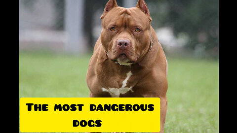 Watch the most dangerous dogs