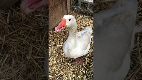 Checking in with the geese sitting on their eggs. The ganders are sentinels protecting them