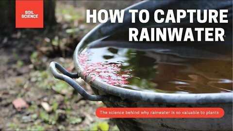 How To Capture Rainwater For The Garden. Why Rainwater Is A Must Use For Houseplants & The Garden.