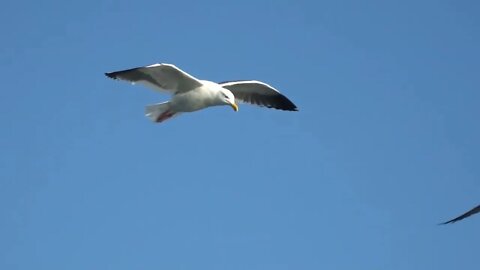 Birds flying free stock footage No Copyright Footage