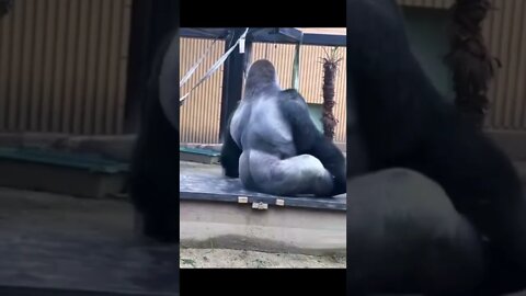 Naughty gorilla baby #shorts #animals #wildanimals #wildlife