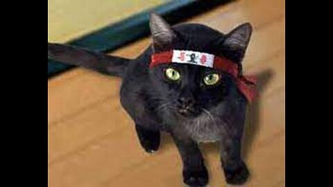 TOP 10 MOST AMAZING CAT NINJA VIDEOS