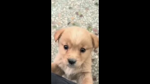 Baby dog_cute puppy barking_4kviral_shorts