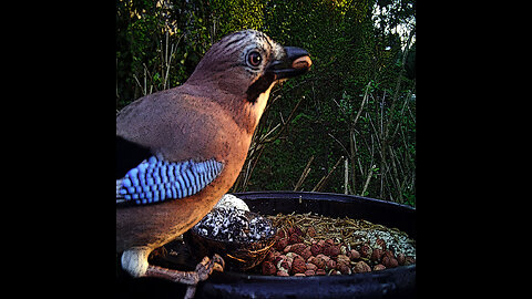 Garden birds filmed in my garden.