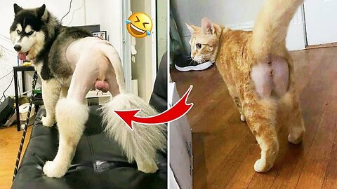 Best Funny Animals Video- Newest Cats😹 and Dogs🐶 Videos of the Week!