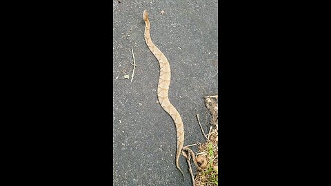 Missouri copperhead