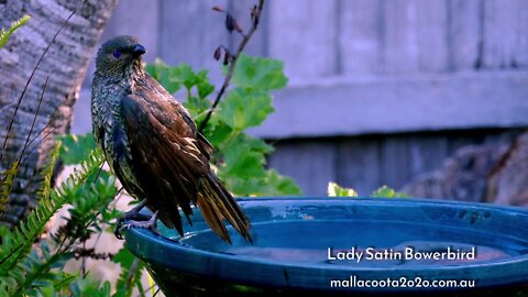 Lady Satin Bowerbird having a bath in Mallacoota