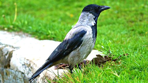 Wise Old Hooded Crow Keeping Low Profile from Fieldfare