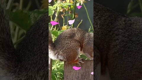 Squirrel video shorts,#shorts,#squirrel,#animal,#animallover,#viral,#squirrelfacts