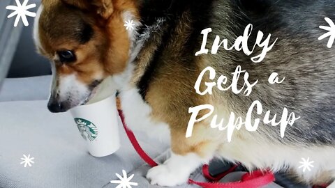 Indy Gets a Pup Cup and General Indy Update