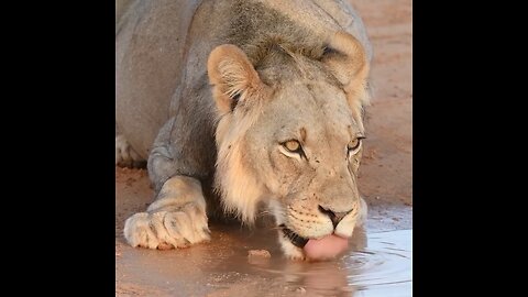 • @animalplanet Don't forget to stay hydrated! 💧🦁 .