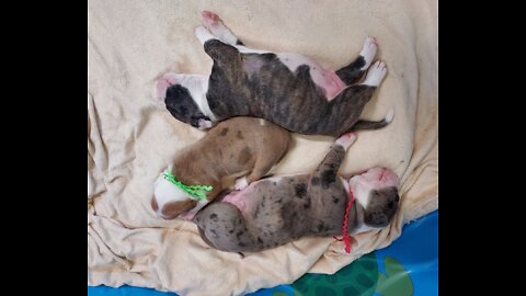 Lexy's Alapaha Puppies 3 Weeks - Testing Their Startle Reflex.