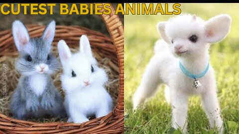 Cutest baby animals Videos Compilation Cute moment of the Animals