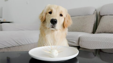 Golden Retriever: Can I Not Eat?