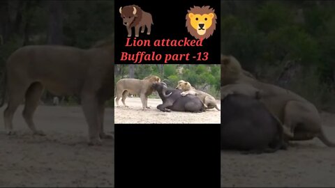 Lion hunting Buffalo 2022 #shorts #youtubeshorts