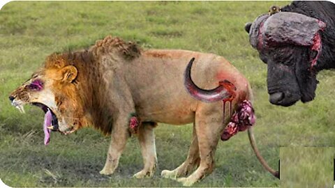 Shocking Moments When Painful Lions Are Attacked And Tortured By Africa's Deadliest Preys