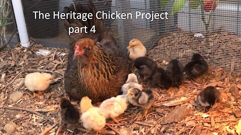 The Heritage Chicken Project. part 4