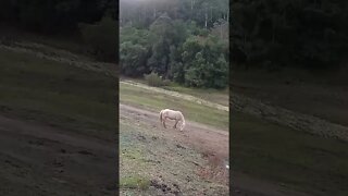 Spying on palomino brumby