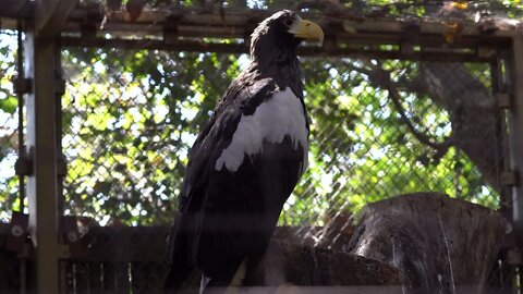 CatTV: Take your Cat to the LA Zoo - Eagle