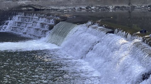 Salmon run Humber River 2022 edition 39