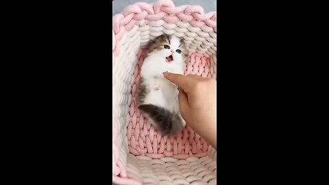 Funny moments of kitten