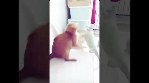 Cats fighting like women