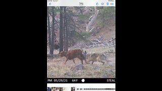 Mexican wolves destroy small family ranches.