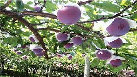 Japan Giant Plum Farm Harvesting - Sumo Plum Japan - Amazing Japan Agriculture Technology