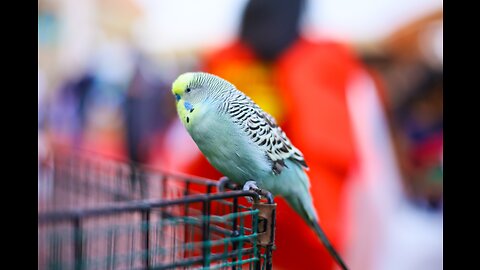 Budgerigar