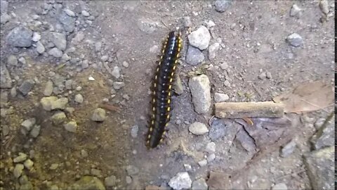 The Millipede That Protects Itself with Cyanide Skittering Along My Driveway