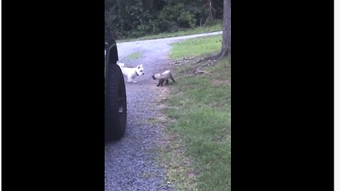 Typical cat isn't impressed with Westie puppy addition