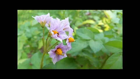 Blossoms on our potato plants means potatoes are growing underground