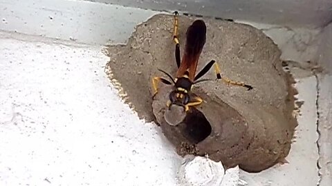 Yellow legged mud dauber..Sceliphron caementarium