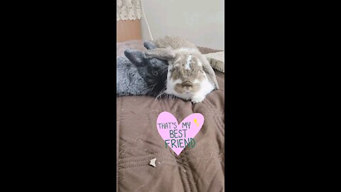 Sweet Baby Bunnies Cuddle